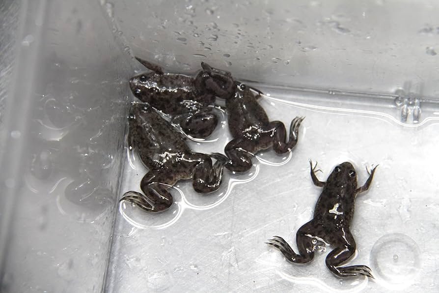 Amazon | (生き餌)アフリカツメガエル Sサイズ ※死着保証分10